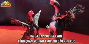 Đá Gà Campuchia Kwin | Tổng Quan Về Hình Thức Thi Đấu Khu Vực