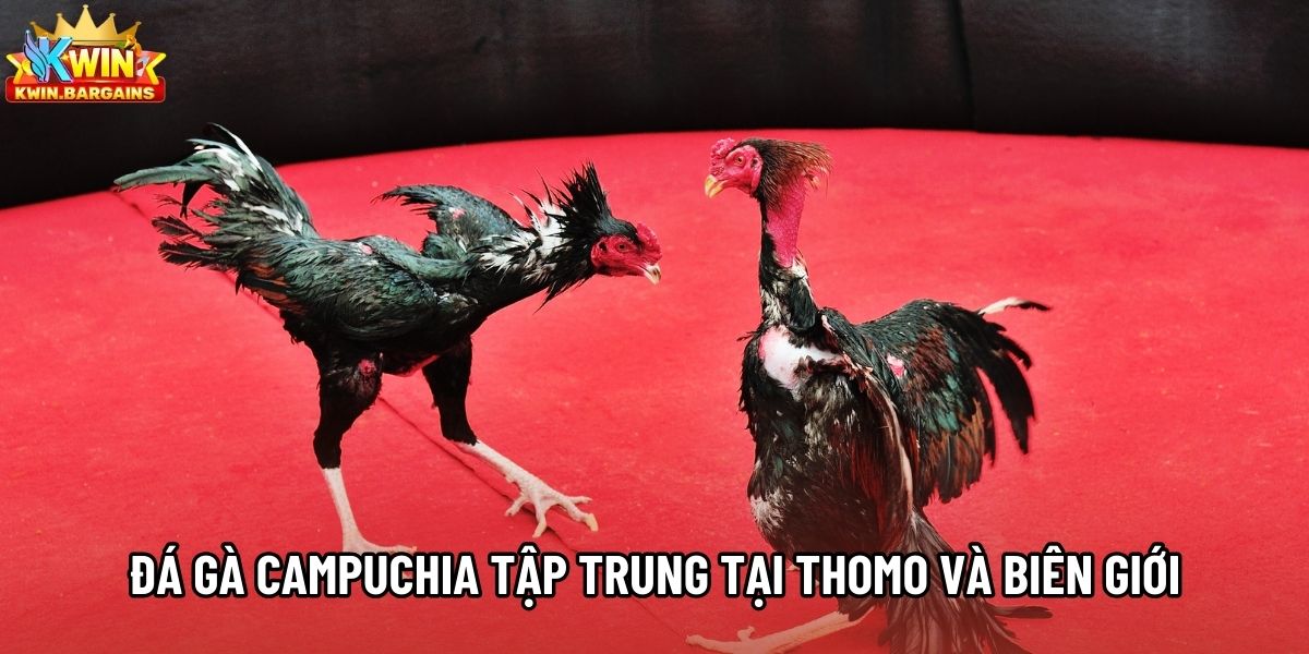 Đá gà Campuchia tập trung tại Thomo và khu vực biên giới