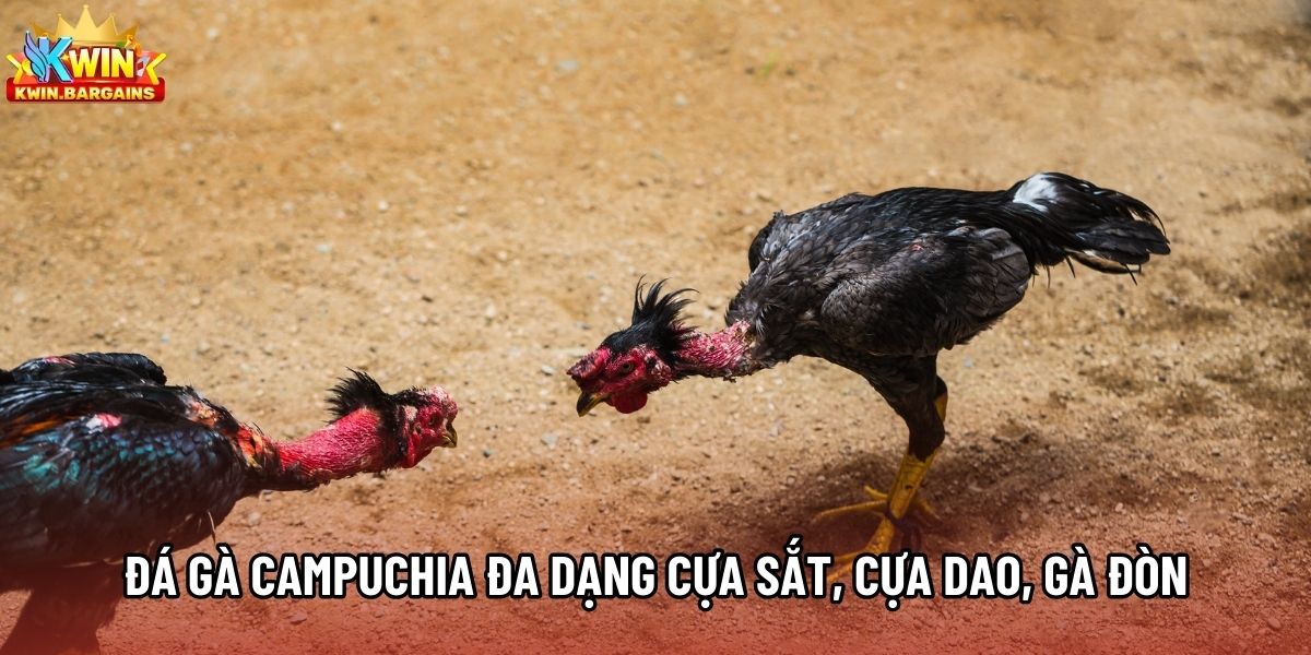 Đá gà Campuchia đa dạng cựa sắt, cựa dao, gà đòn