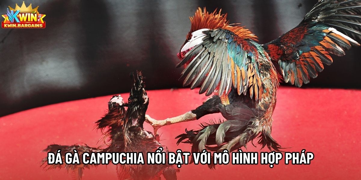 Đá gà Campuchia nổi bật với mô hình trường kê hợp pháp