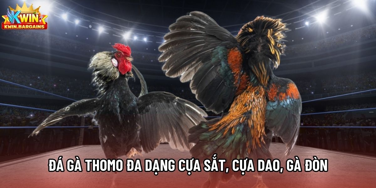 Đá gà Thomo đa dạng cựa sắt, cựa dao, gà đòn