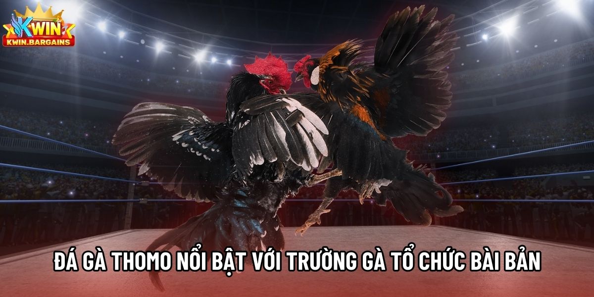 Đá gà Thomo nổi bật với trường gà tổ chức bài bản